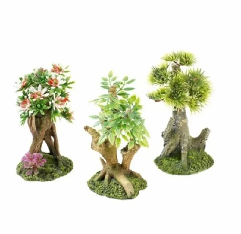 Assorted Mini Bonsai