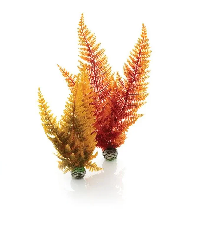 biOrb Autumn Fern Plant Pack x2.